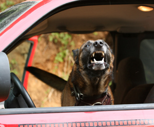 how to stop dog barking at cars