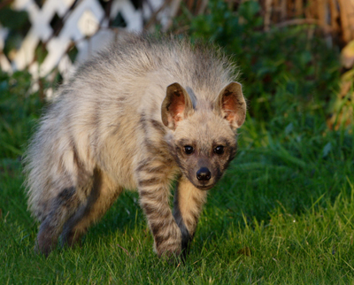 exotic mammal pets