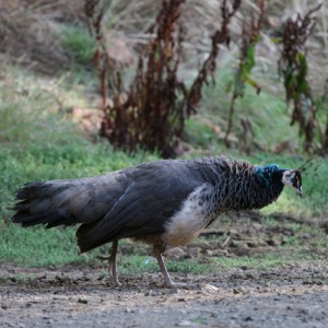 peahen