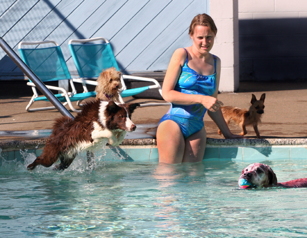 do dogs use their back legs when swimming