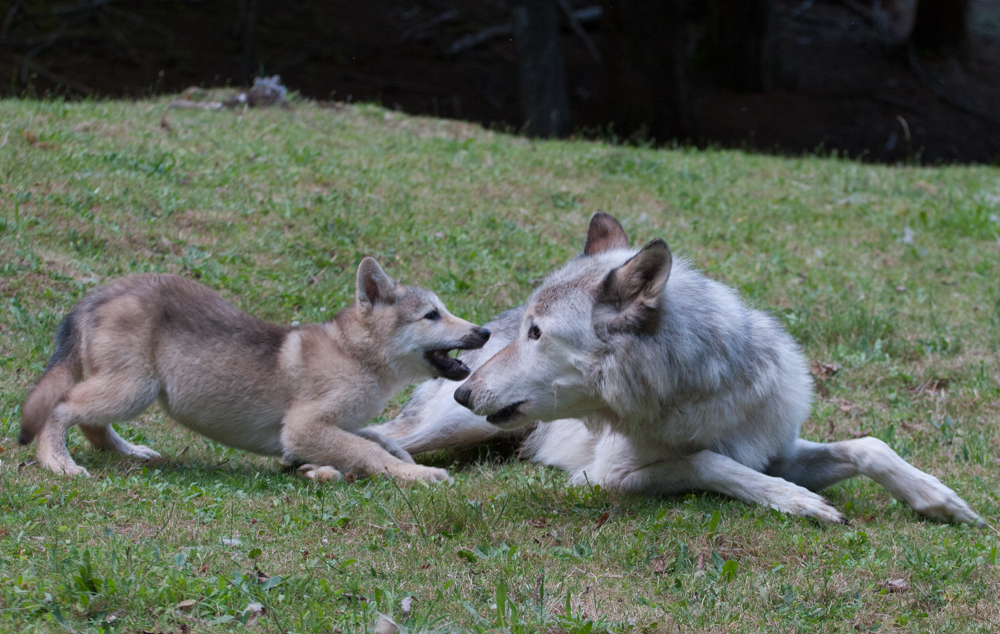 eastern wolfdog 2014