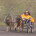 "Max" the movie and Malinois