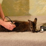 A Letter to Veterinarians
